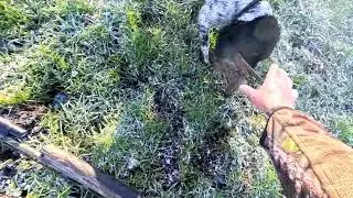 woodcock