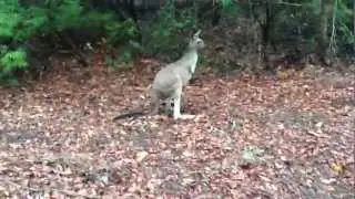 Kangaroos and camp at around 2 it caravan park northcliffe