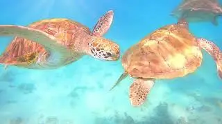 Ruan & Gerhard Honeymoon - Swimming with turtles - Trou aux Biches - Mauritius
