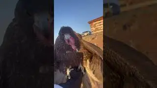 Bird falcon so hungry #birds #bird #explore