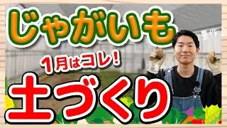 じゃがいも栽培｜失敗しない土づくりのポイントを徹底解説！【ハイポネックス】【リキダス】