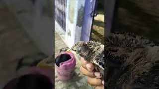 save bird fall in nest