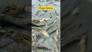 village fishing 🐟 #villagefishing #hunting #animals #shortsfeed #shorts #viral #viralshorts #fish