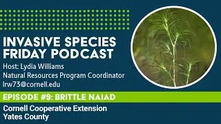 Invasive Species Friday Podcast Episode #9: Brittle Naiad