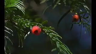 Тис ягодный (Taxus baccata) - English yew | Film Studio Aves