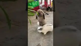Bunny feeding 🐇🐇 #rabbit #cute #cutebaby #moments #videoshort #viral