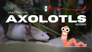 A Quick Care Guide: AXOLOTLS in 6 mins - No AI Voiceover