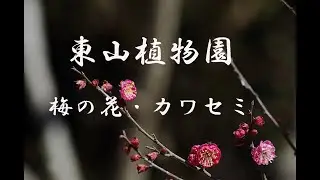 東山植物園梅