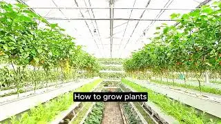 Do you know what soilless cultivation is? #farm #farming #farmers #agriculture @smartfarming #shorts
