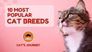 Top 10 Most Popular Cat Breeds in the World (Number #1 Will Surprise You!)