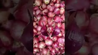 Allium ascalonicum 🌰#shorts #youtubeshorts