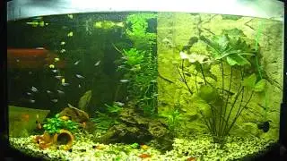 My 190 liter aquarium where you can just see my female Betta Splendens Big D in the background