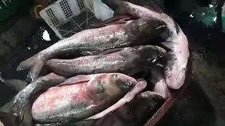 Pandawan FISH PORT  Rosario, Cavite 