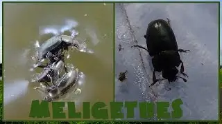 Meligethes sp. - ??? - (Nitidulidae) - M&eacute;lig&egrave;the - 03/2014