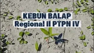 CULTURE BOOSTER KEBUN BALAP TOPIK RISK CULTURE BY FACKRURROZI