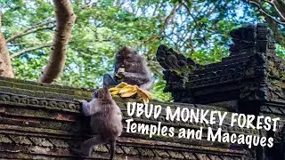 UBUD MONKEY FOREST | TEMPLES AND MACAQUES