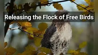Releasing the Flock of Free Birds