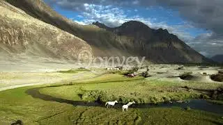 Horses running in green fields around beautiful mountains | LADAKH | India | Stock Video