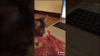 levan polka cat reaction 1 #shorts