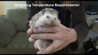 What Temperature Do Hedgehogs Need!?!