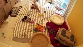 20 Minutes of Super Cute Foster Kittens Playing - 5 Weeks Old - SJCam SJ4000 Action Camera