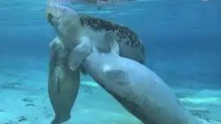 Manatees Nursing: Happy Mother's Day 2013