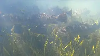 Maramec Springs Trout Fishing