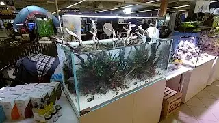 Aquascape ideas. Aquarium exhibition. Poland, Nadarzyn 2019, MA stands
