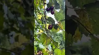 Florida Wild Muscadine Grapes Scuppernongs