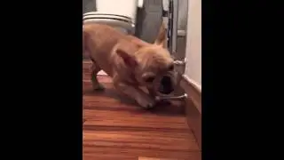 Chester VS Door Stop
