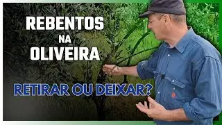 Limpeza de Rebentos nas Oliveiras &ndash; O Passo Seguinte &agrave; Poda e Aduba&ccedil;&atilde;o