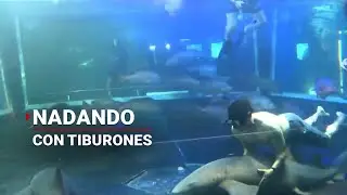 ¡Experiencia extrema ! En Mazatlán, puedes nadar con TIBURONES en un acuario 🦈