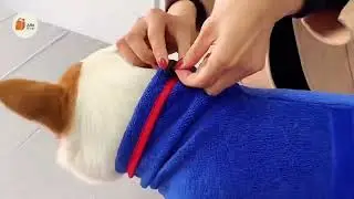 Absorbent Pet Bathrobe &ndash; Soft Microfiber Quick-Dry Dog & Cat Towel with Waist Wrap