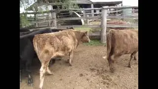 17 Un-weaned Heifers A/C RT & JM Hughes