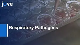 LCC of Airway Epithelial Calu-3 Cells to Study Respiratory Pathogens | Protocol Preview