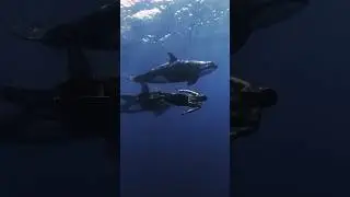 Orca family comes to say hello in the open ocean 🔱 #underwater #freediving #swimming #orca #