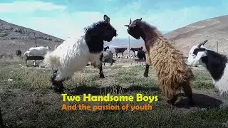 Unfair Boxing games; one of them is a goat without horns/ goats in a Sangesari nomads summer camp