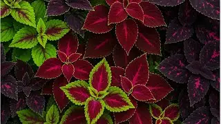 🌸🌺 Relaxing Flower Medley 🌷🌼 | Beautiful Nature Visuals 🌿✨ | #flowers #garden