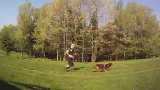 Neewa Canicross Running Harness