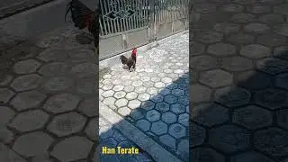 ayam telasan#shorts #shortvideo #rembo