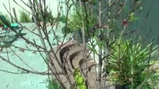 Почему персиковое дерево сбрасывает листья