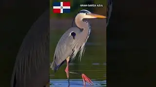 GRAN GARZA AZUL (Parte III)