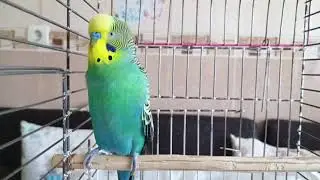 2-Hour Happy Budgie Sounds | Reduce Stress & Create a Loving, Cheerful Bird Environment