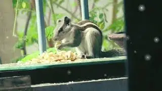 squirrel video status