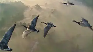 Deep Techno Mix infused with beautiful nature video footage