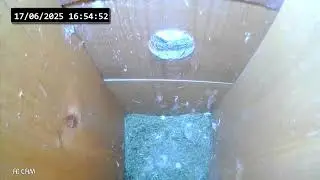 Great Tit nest Live Stream