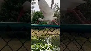Fun Facts about  IBIS🕊️