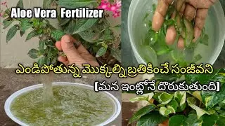 కలబంధతో చనిపోతున్న మొక్కను బ్రతికించవచ్చు|How to Prepare AloeVera Fertilizer #how #summer #viral