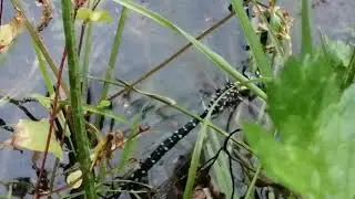 Коромысло чёрно-жёлтое (Aeshna)