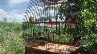 Luyện giọng chào mào má trắng hay, âm 6789, kích lửa chào mào bổi #cb22NMC